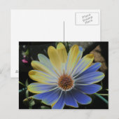 African Daisy Lapis and Gold Briefkaart (Voorkant / Achterkant)