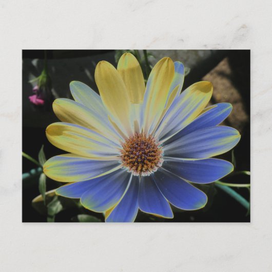 African Daisy Lapis and Gold Briefkaart (Voorkant)