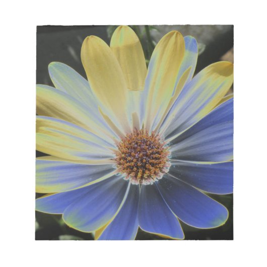 African Daisy Lapis and Gold Notepad Notitieblok (Voorkant)