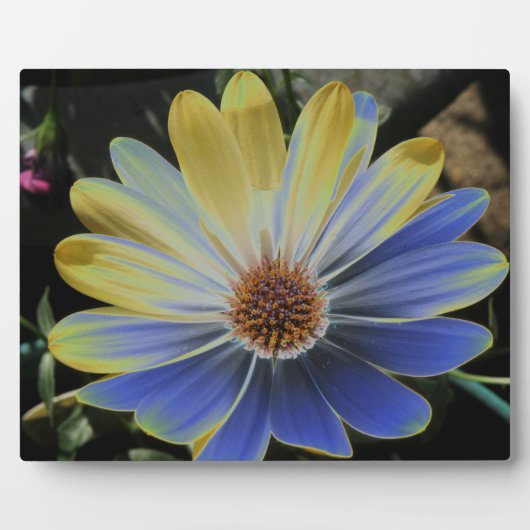 African Daisy Lapis and Gold Plaque Fotoplaat (Voorkant)