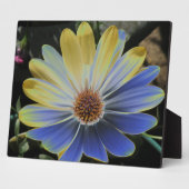 African Daisy Lapis and Gold Plaque Fotoplaat (Zijkant)