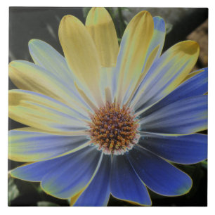 African Daisy Lapis and Gold Tegel Tegeltje