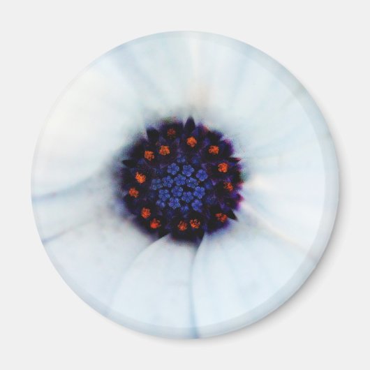 African Daisy Magneet (Voorkant)