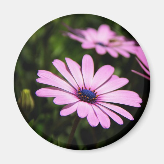 African Daisy Magneet (Voorkant)