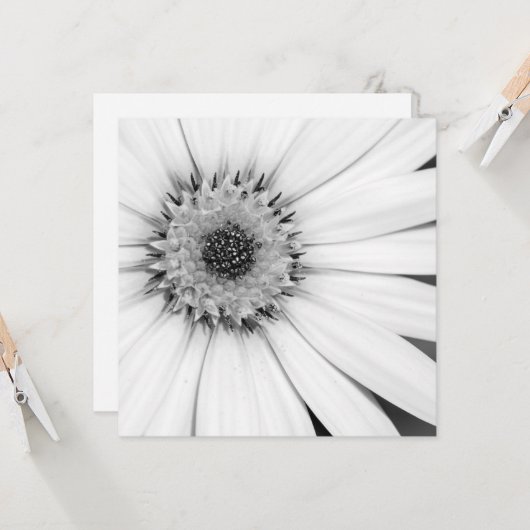 African Daisy Monochrome Floral Kaart (Voorkant / Achterkant in situ)