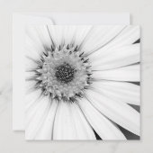 African Daisy Monochrome Floral Kaart (Voorkant)