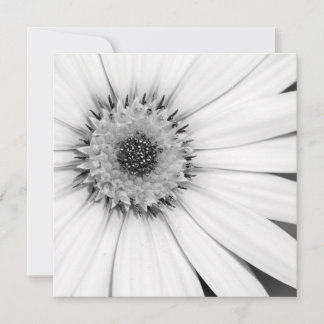 African Daisy Monochrome Floral Kaart