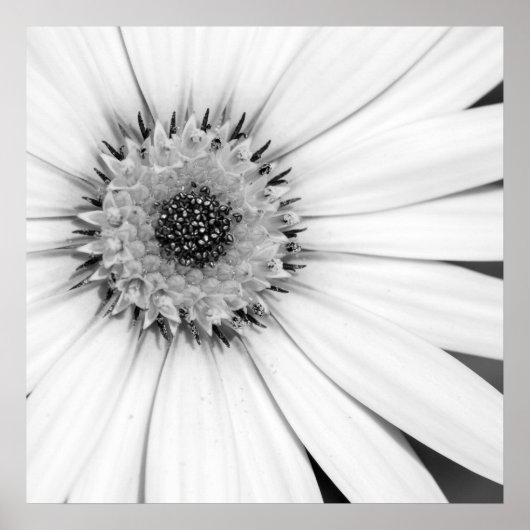 African Daisy Monochrome Floral Poster (Voorkant)