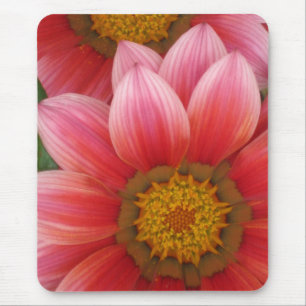 African Daisy Muismat