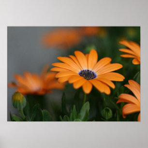 "African Daisy" Poster