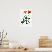 African Daisy Poster (Keuken)