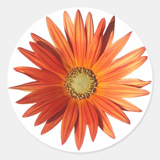 African Daisy Ronde Sticker (Voorkant)