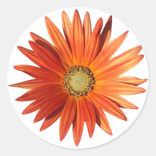 African Daisy Ronde Sticker