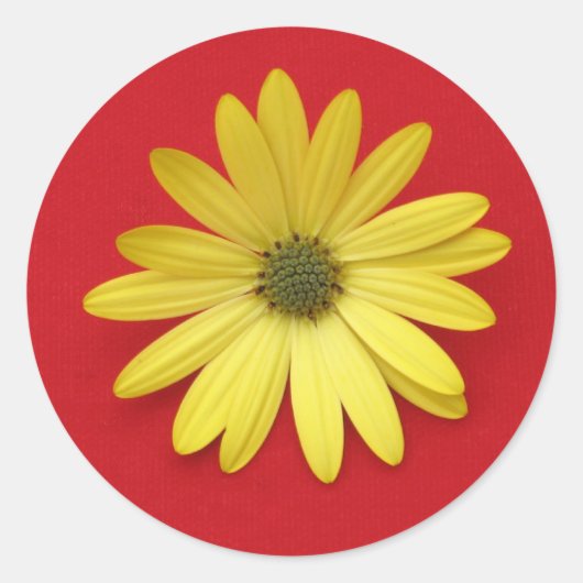 African Daisy Sticker (Voorkant)