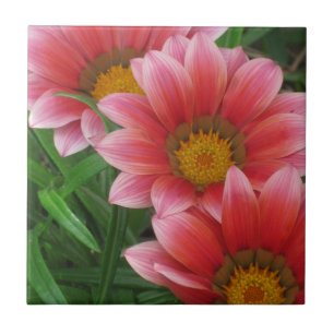 African Daisy Tegeltje