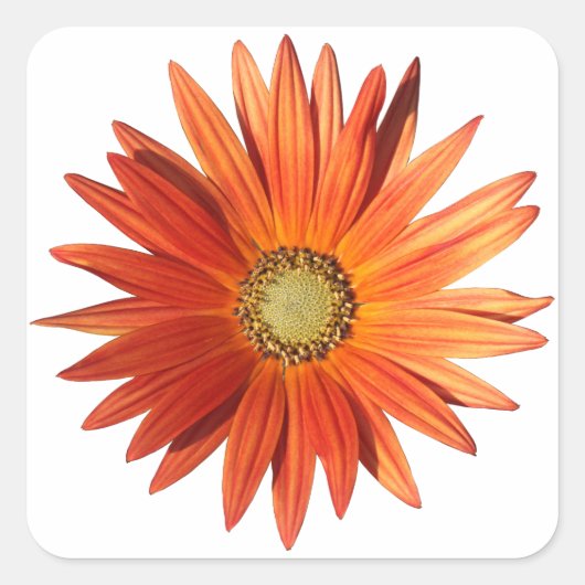 African Daisy Vierkante Sticker (Voorkant)