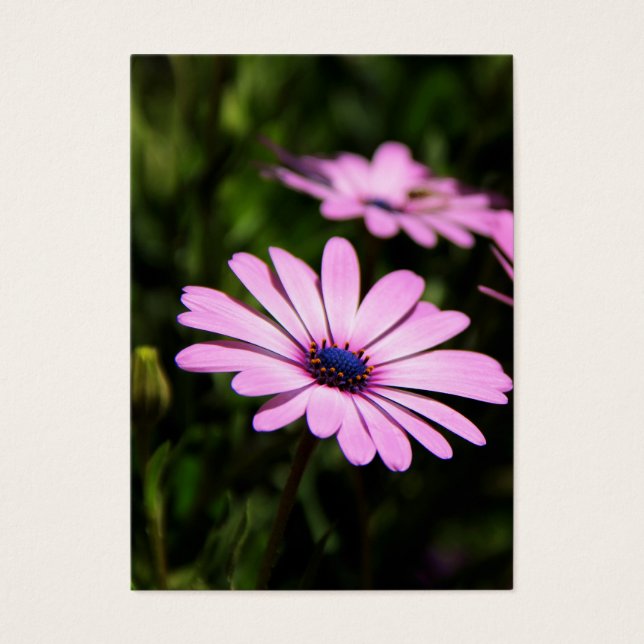African Daisy Visitekaartjes (Voorkant)