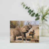 African_Elephant_001 Briefkaart (Staand voorkant)