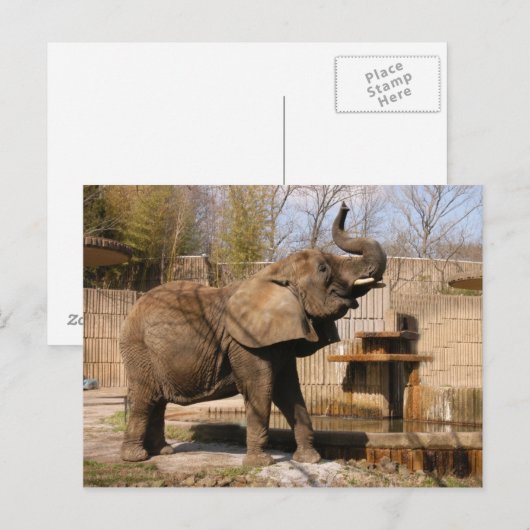 African_Elephant_001 Briefkaart (Voorkant / Achterkant)