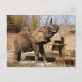 African_Elephant_001 Briefkaart (Voorkant)