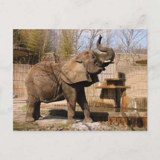 African_Elephant_001 Briefkaart (Voorkant)