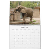 African_Elephant_005, Afrikaanse Olifant Kalender (Jan 2027)