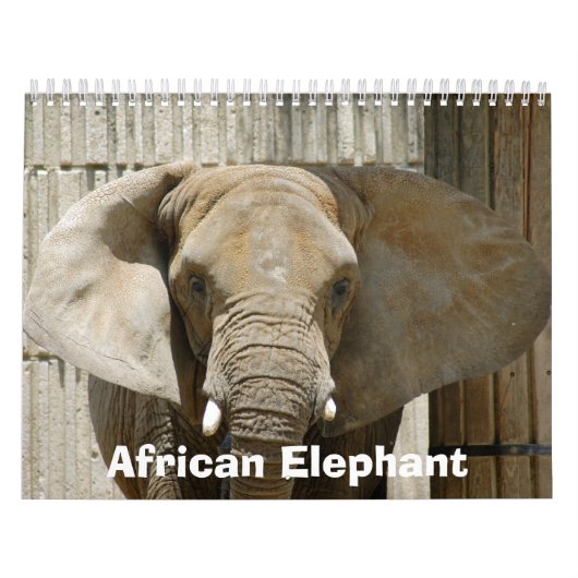 African_Elephant_005, Afrikaanse Olifant Kalender (Hoes)