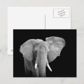 African Elephant on Black - Postcard Briefkaart (Voorkant / Achterkant)