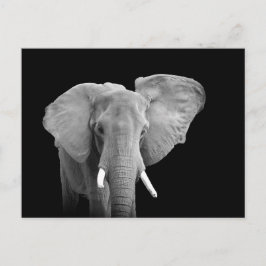 African Elephant on Black - Postcard Briefkaart