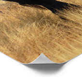 African Elephant Poster Print (Hoek)