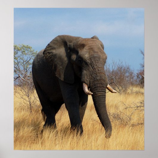 African Elephant Poster Print (Voorkant)
