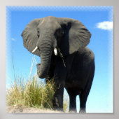 African Elephant Print (Voorkant)