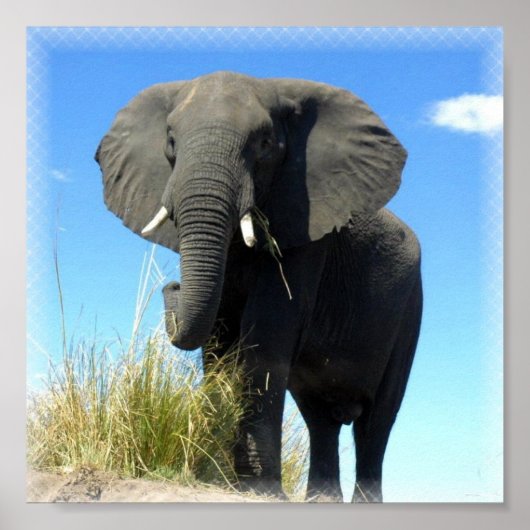 African Elephant Print (Voorkant)