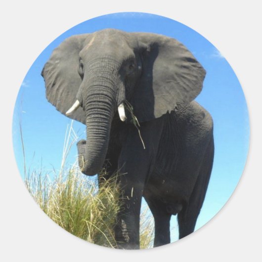 African Elephant Sticker (Voorkant)