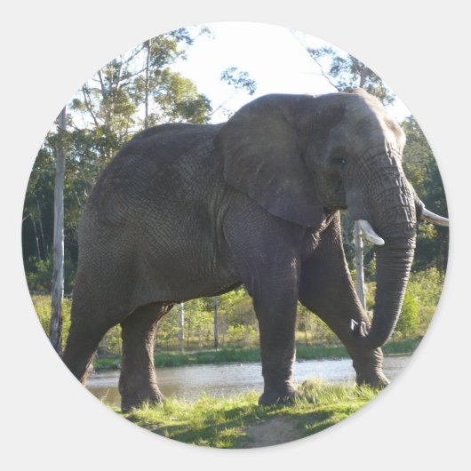 African Elephant Sticker (Voorkant)