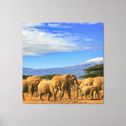 African Elephants Safari Canvas Afdruk (Voorkant)