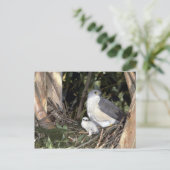 African Goshawk Briefkaart (Staand voorkant)