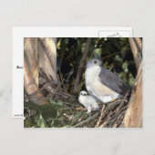 African Goshawk Briefkaart (Voorkant / Achterkant)