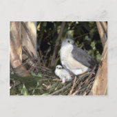 African Goshawk Briefkaart (Voorkant)
