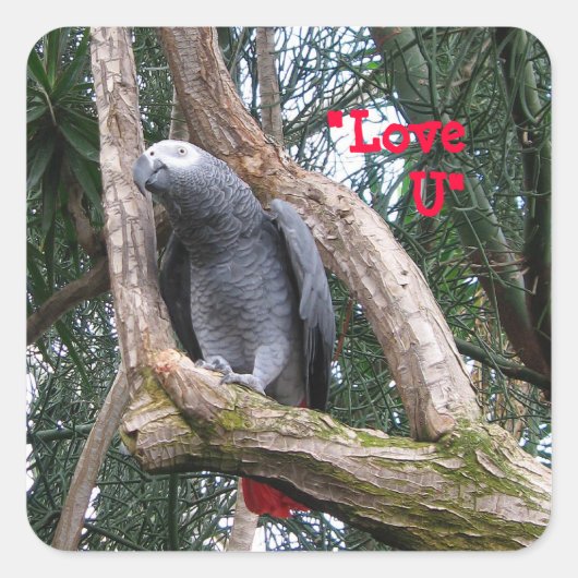 African Grey Heart Sticker (Voorkant)