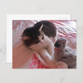 African grey papegaai en poes, Postcrossing Briefk Briefkaart