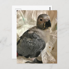 African grey papegaai, Postcrossing Briefkaart