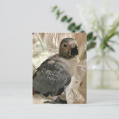 African grey papegaai, Postcrossing Briefkaart (Staand voorkant)