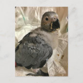 African grey papegaai, Postcrossing Briefkaart (Voorkant)