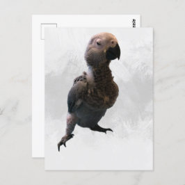 African grey papegaai, Postcrossing Briefkaart