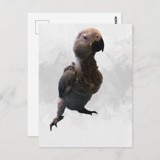 African grey papegaai, Postcrossing Briefkaart (Voorkant / Achterkant)