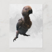 African grey papegaai, Postcrossing Briefkaart (Voorkant)