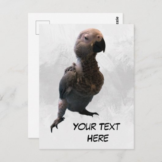African grey papegaai, Postcrossing Briefkaart (Voorkant / Achterkant)