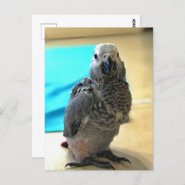 African grey papegaai, Postcrossing Briefkaart