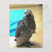 African grey papegaai, Postcrossing Briefkaart (Voorkant)